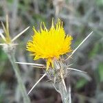 Centaurea solstitialis Flower