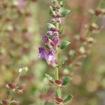 Scutellaria rupestris Flor