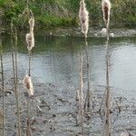 Typha latifoliaBlomma