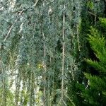 Cedrus atlantica Blad