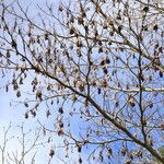 Terminalia ivorensis Meyve