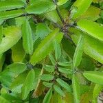 Kalanchoe pinnata Leaf