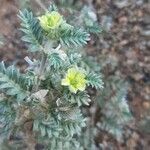 Tribulus pentandrus Flor