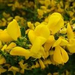 Cytisus oromediterraneus