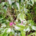 Syzygium paniculatum Фрукт