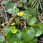 Viola sempervirens Λουλούδι