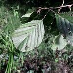 Alnus glutinosa 葉