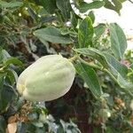 Araujia sericifera Frukt
