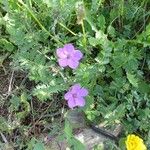 Erodium acaule Hábito