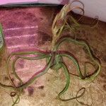 Tillandsia bulbosa Fulla