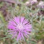 Galactites tomentosus Flower