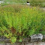 Helianthemum oelandicum Habitat