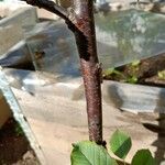 Prunus cerasus Azala