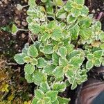 Coleus madagascariensis Leaf