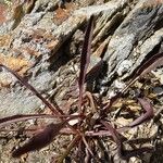 Scorzoneroides pyrenaica Frunză