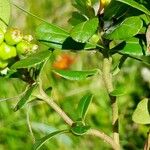Vaccinium vitis-idaea 树皮