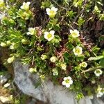 Saxifraga androsacea Cvet