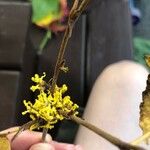 Hamamelis virginiana Květ