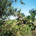 Crataegus monogyna Folio