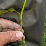 Persicaria punctata Кара