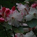 Rhododendron souliei Lorea