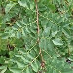 Rosa sericea Libunga