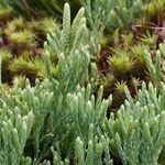 Lycopodium × oellgaardii Habit