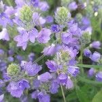 Veronica teucrium Flower