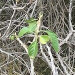 Withania aristata Leaf