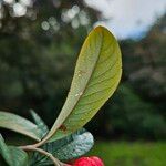 Cotoneaster frigidus Leaf