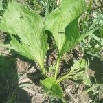 Plantago major花