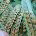 Polypodium interjectum ഫലം