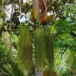 Deckenia nobilis Yaprak