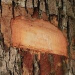Baphia pubescens Φλοιός