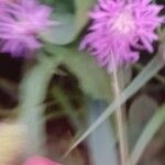 Centaurea napifolia花