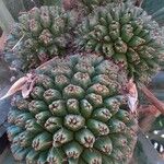 Pandanus utilis Frucht