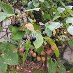 Viburnum lentago ഫലം