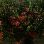 Ixora chinensisAlkat (teljes növény)