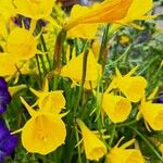 Narcissus bulbocodium Цветок