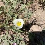 Calochortus leichtlinii Flower