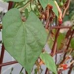 Ipomoea hederifolia Blad