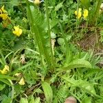 Crepis aurea Folha