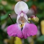 Impatiens balfourii Flower