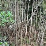 Rhizophora mangle Leaf