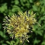 Thalictrum flavum Květ