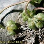 Ranunculus seguieri Fruit