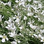 Cerastium tomentosum ফুল