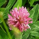 Trifolium medium Floro