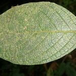 Heliotropium verdcourtii Leaf