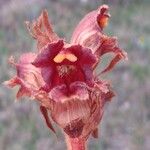 Orobanche variegata 花